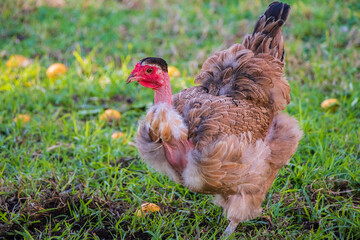 A red faced naked neck hen amongst fallen oranges in the backyard