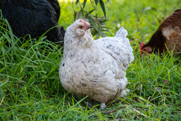 A cute, curious white araucana hen roaming free in a lush green backyard.