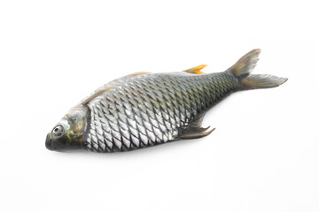 Carp is isolated on a white background. It is a popular freshwater fish.