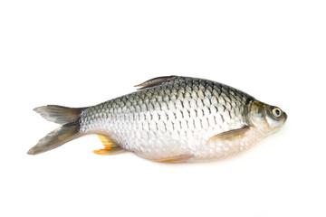 Carp is isolated on a white background. It is a popular freshwater fish.