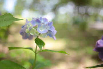 青い紫陽花のアップ