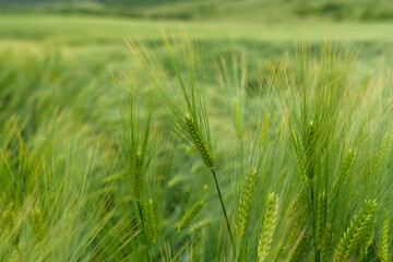 Green young wheat close up.