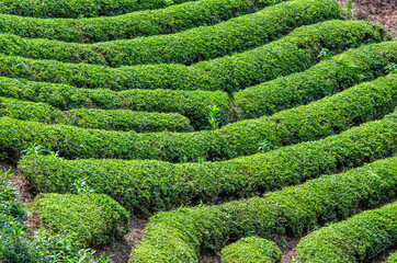 茶畑