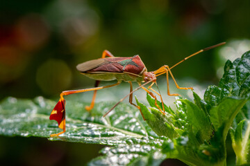 chinche macro