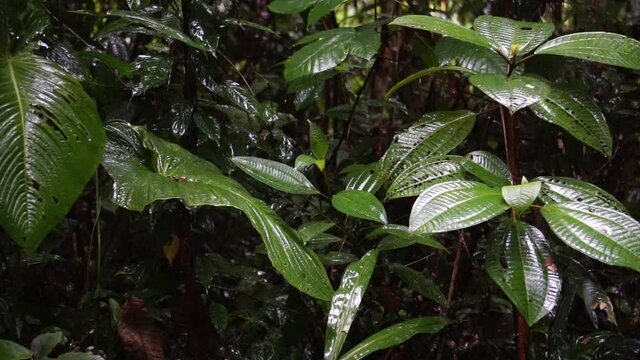 rain in the peruvian rainforest