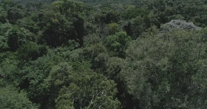 Amazon jungle aerial shot of trees from above, dossel das arvores