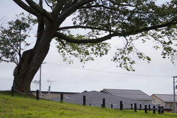 大きな樹の下/Under the large tree