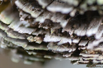 腐敗した木の断面