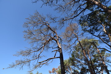 Kappleifelsen bei Laufersweiler