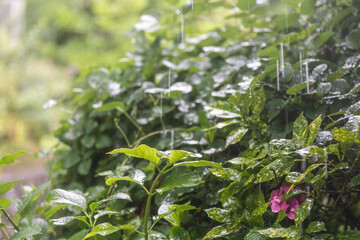 Obraz premium 雨と紫陽花