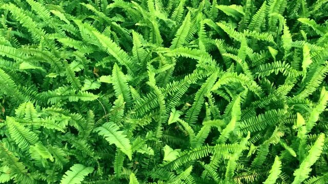 Close up Wind Green Fern Plant Background, Green fern leaves moving