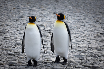 Fototapeta premium King Penguins, Fortuna Bay, South Georgia