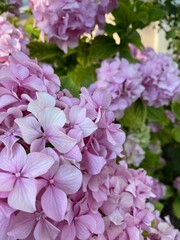 pink flowers in the garden