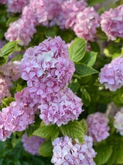 pink hydrangea flowers