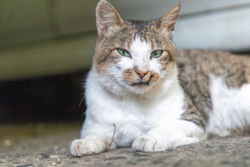 気怠そうな表情の猫