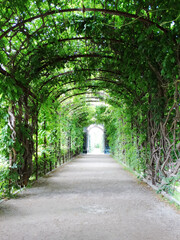 Fototapeta na wymiar A garden with green tunnel arch design and ivy plants decoration. Natural gardening concept image.