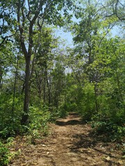 Fototapeta premium Forest path for forest bathing activities.