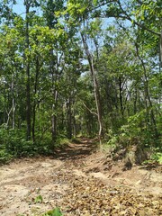 Forest path for forest bathing activities.