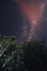 Fototapeta na wymiar Galaxies and stars,Milky Way In the night sky In the forest