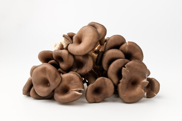 Pleurotus mushrooms on white background