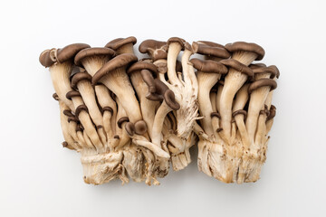 Pleurotus mushrooms on white background