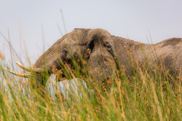 Exiting the Okavango Delta in Botswana  by mokoro 