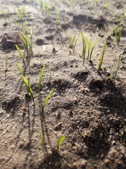 First cereal shoots in the sunset of the Spanish countryside. Green grain growing. Young barley growing. Intense natural greens. 