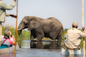Exiting the Okavango Delta in Botswana  by mokoro  - obrazy, fototapety, plakaty