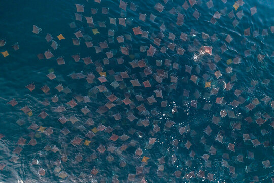 Aerial view of a large school of Munk's mobula rays, smooth tail devil rays, feeding at the surface, Sea of Cortez, Baja California, Mexico.
