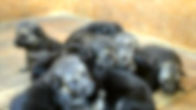 Blurred background. Handful of small and cute puppies in black sitting in booth