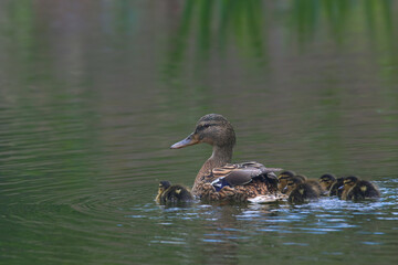 Rodzinka 2 © Tomek Kiecana