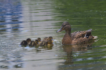 Przy mamusi © Tomek Kiecana