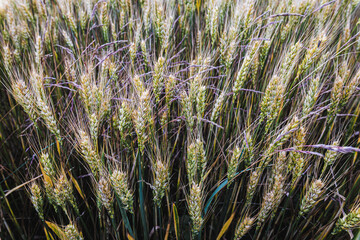Rye, barley, rapeseed, prepared in Latvian fields