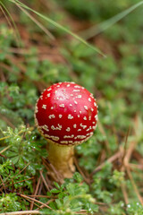 HONGOS DE LA MONTAÑA 