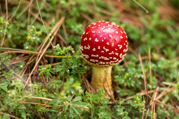 HONGOS DE LA MONTAÑA 