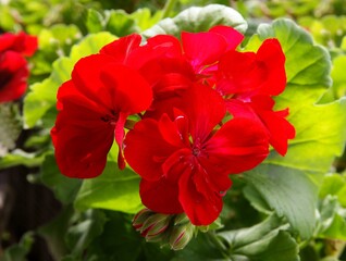 pretty red flowers of geranium potted plant,close up