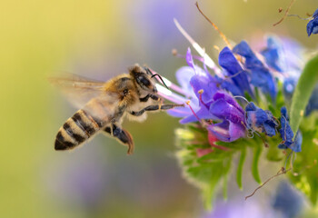 A bee collects honey on blue flowers