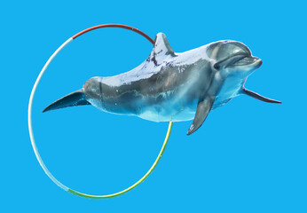 Dolphin jumping over a hoop isolated on a blue background.