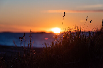 Fototapeta premium Silhouette of grass in front of a magnificent summer sunset .