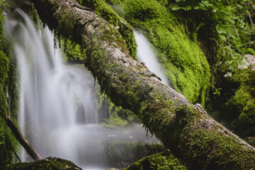 Water flowing down the moss covered rocks and logs at the spring of Kamniska Bistrica river in...