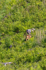 Roe deer walking on an old clearcut in the summer