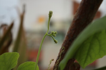 green leaf on a tree
