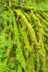Moss covered branches on a fallen tree in the forest