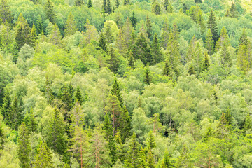 View of mixed forest with foliage in the summer