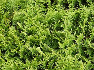 thuja coniferous tree with seeds close up
