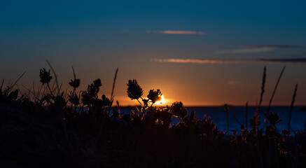Silhouette of strawberry clover in front of a magnificent summer sunset.