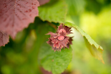 Red hazelnut nuts on tree branches in summer.