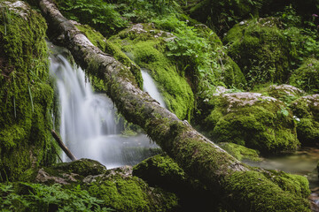 Water flowing down the moss covered rocks and logs at the spring of Kamniska Bistrica river in...