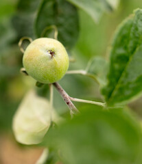 Apples on the branches of trees in the summer.