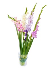 pink,lila,white flowers of gladiolus plant from a garden